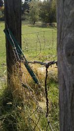 Trees on grassy field