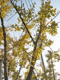 Low angle view of tree against sky