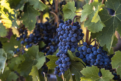 Vineyards in early autumn in spain