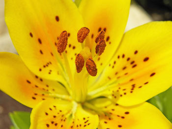 Close-up of yellow lily blooming outdoors