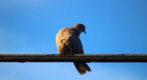 Low angle view of eagle perching on cable against blue sky