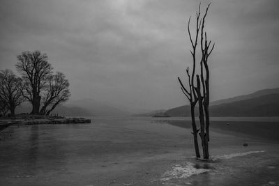 Bare trees on land against sky