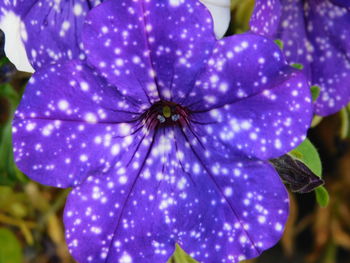 Close-up of purple flowering plant