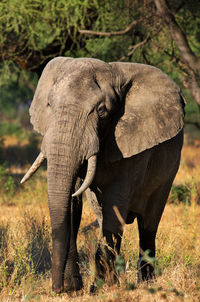 Elephant standing in a field