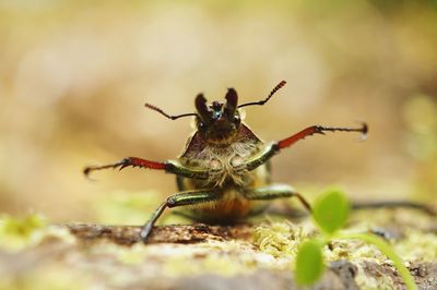 Close-up of insect