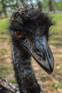 Close-up portrait of emu