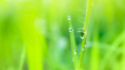 Close-up of water drops on grass