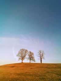 Trees on field against sky