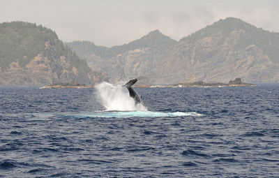 Whale jumping in sea against mountains