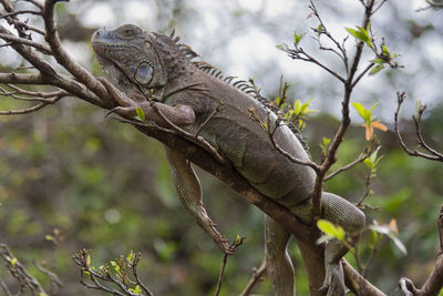 Close-up of iguana on plant