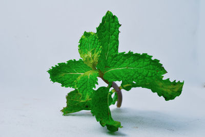 Close-up of green leaves on table against white background