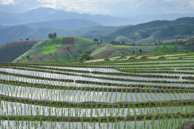 Scenic view of vineyard against sky