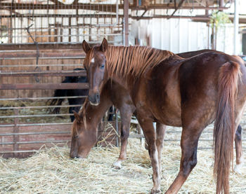 Horses in ranch