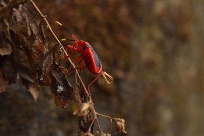 Close-up of insect on dry leaf