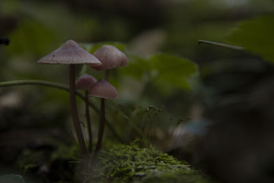 Close-up of mushroom growing on field