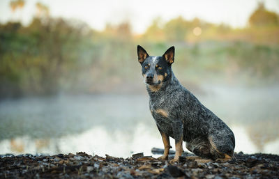 Portrait of a dog on rock