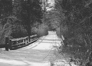 Road passing through a forest