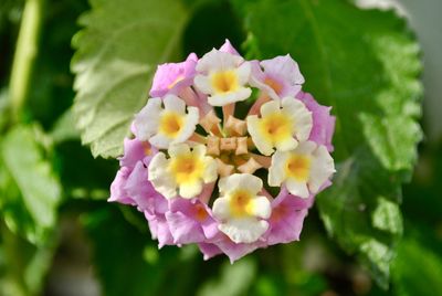 Close-up of pink flowering plant