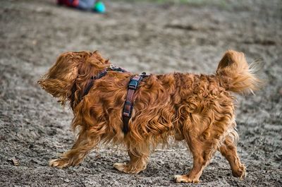 Dog standing on beach