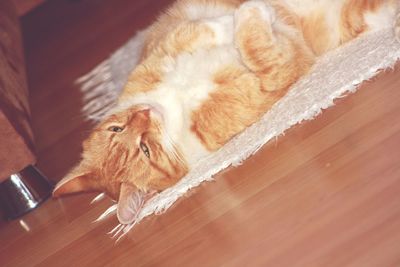 High angle view of cat sleeping