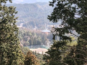 High angle view of trees in forest