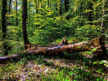 Trees in forest