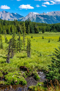 Scenic view of field by mountain against sky