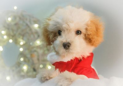 Close-up portrait of puppy