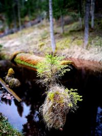 Close-up of plant growing in forest