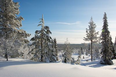 Trees on snow covered land against sky