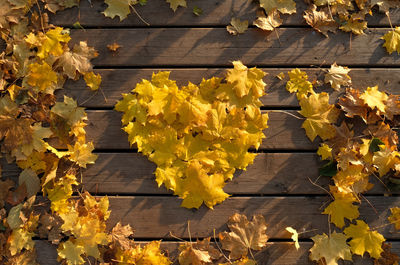 High angle view of yellow maple leaves on wooden plank