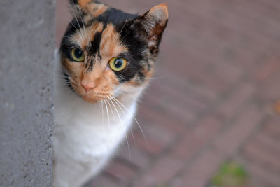 High angle portrait of cat outdoors