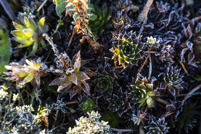 High angle view of flowering plants on land