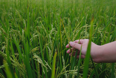 Cropped hand wheat leaves
