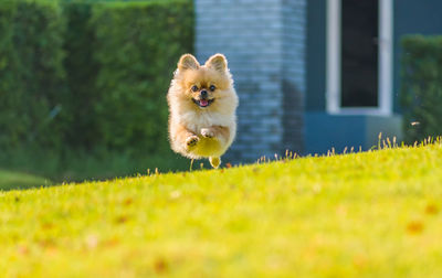 Dog in a field