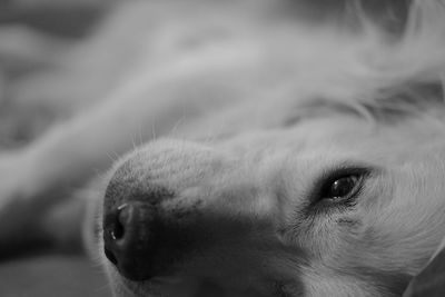 Close-up portrait of dog