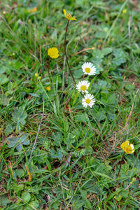 Close-up of yellow flowering plants on field