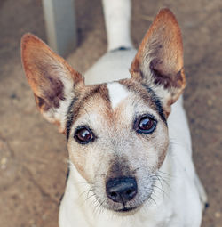 High angle portrait of dog sticking out tongue