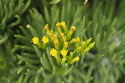 Close-up of yellow flowering plant on field