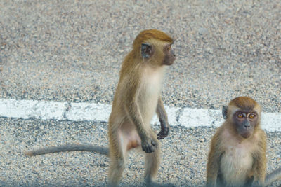 Monkeys sitting outdoors