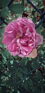 Close-up of pink rose