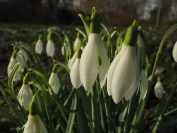 Close-up of white flowering plants