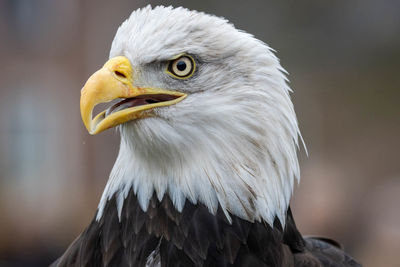 Close-up of eagle