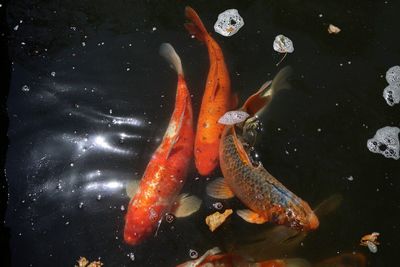 Close-up of koi fish in water