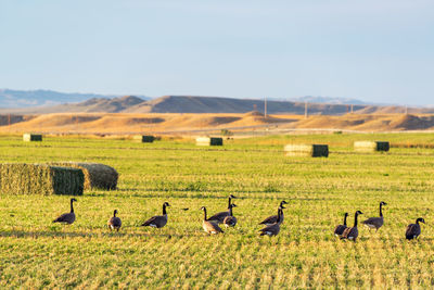 Canada geese on field against clear sky during sunny day