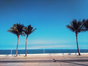 Palm trees by swimming pool against clear blue sky