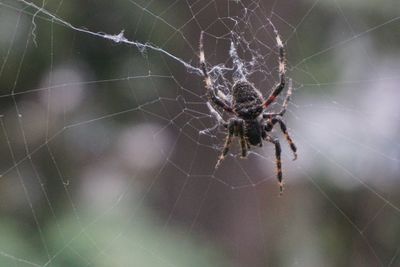 Close-up of spider on web