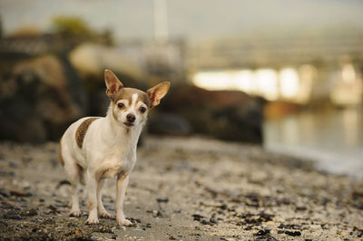 Portrait of chihuahua dog standing on dirt path