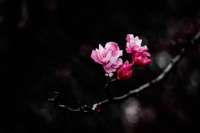 Close-up of pink flowers