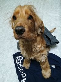 High angle portrait of dog relaxing on floor